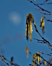 Low angle view of plant against sky