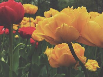 Close-up of fresh yellow flowers blooming outdoors