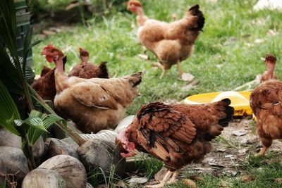 High angle view of chickens on field