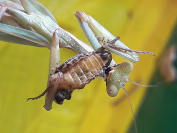 Close-up of insect on leaf