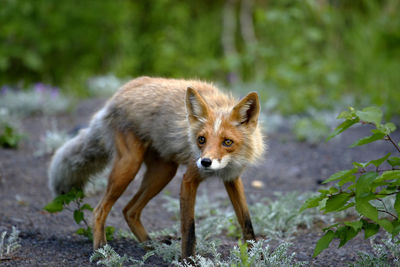 Molting fox