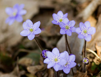 Liverleaf - leberblümchen 