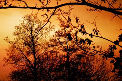 Low angle view of bare trees at sunset