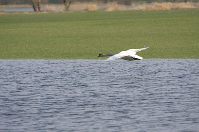 Bird flying over water