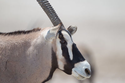 Close-up of horse