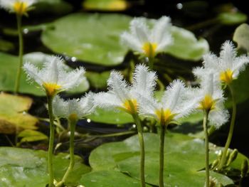 Close-up of white flowering plant