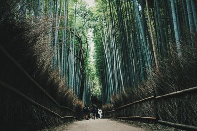 People walking on bamboo in forest