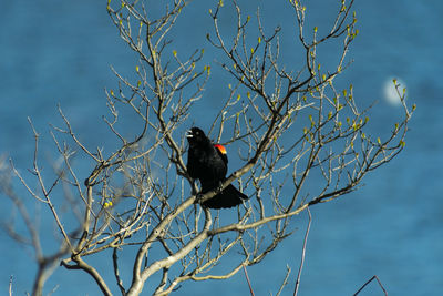 Bird perching on a tree