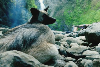 Dog resting on rocks in forest