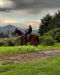 Horses in a field