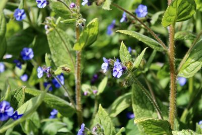 Close-up of purple flowering plant