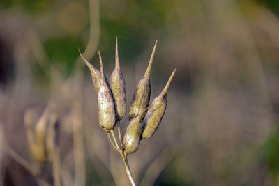 Close-up of flower buds on field