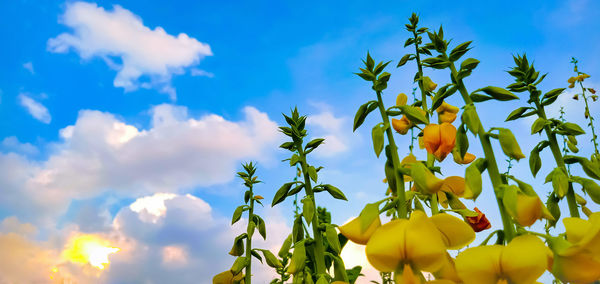 Low angle view of yellow flowering plant against blue sky