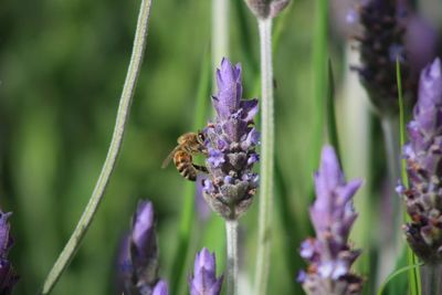 Close-up of bee pollinating lavender 