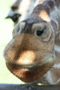 Extreme close up of giraffe snout