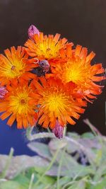 Close-up of orange flowers