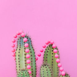 Plants on pink fashion concept. cactus on a pink background wall