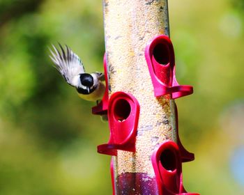 Close-up of bird flying