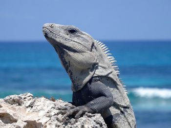 Close-up of marine iguana on rock against sea