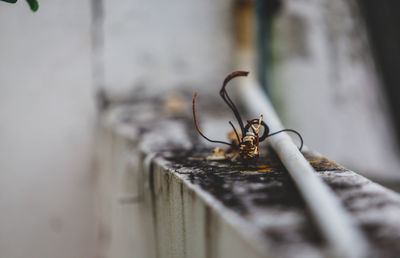 Close-up of insect on metal railing