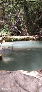 Scenic view of lake in forest