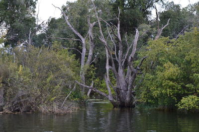 Trees by lake in forest