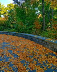 Surface level of yellow flowers against trees in park