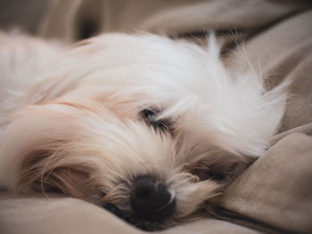 Close-up of dog sleeping