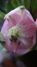 Close-up of flower blooming outdoors