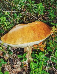 Close-up of mushroom on field