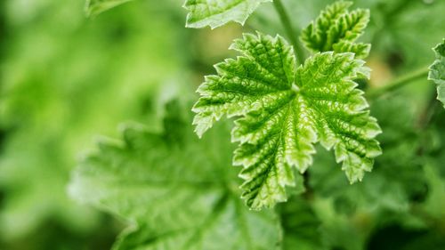 Close-up of fresh green leaves