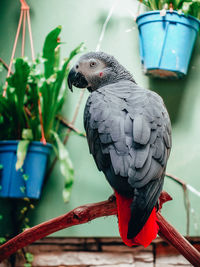 Close-up of parrot perching on metal feeder