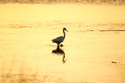 Bird on lake during sunset