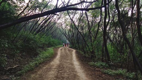 Rear view of people walking on footpath in forest