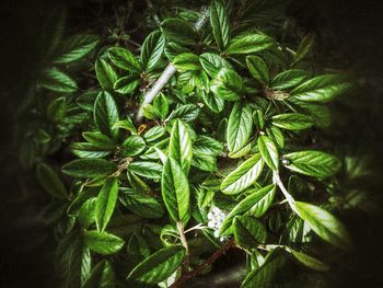 Close-up of leaves