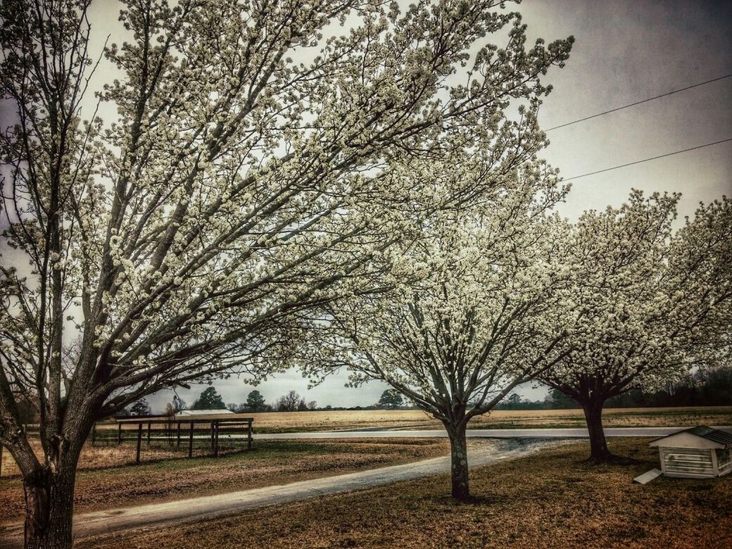 tree, bare tree, branch, transportation, tranquility, tranquil scene, sky, nature, landscape, field, road, tree trunk, growth, beauty in nature, scenics, day, outdoors, clear sky, no people, sunlight