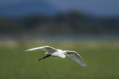 Seagull flying