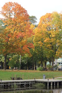 Trees in park