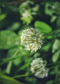 Close-up of flower blooming in park