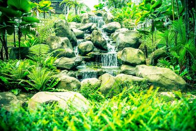 Moss growing on rocks