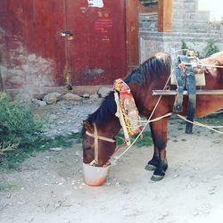 Horse cart on wall