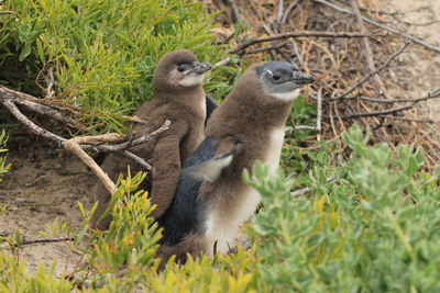 Young penguins