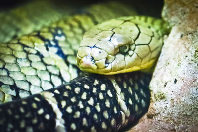 Close-up of lizard