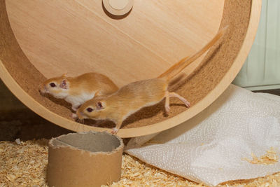 Close-up of mice on wood