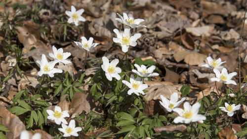 Close-up of white flowering plants on field