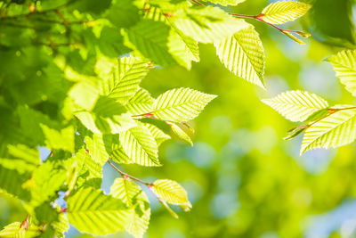 Low angle view of leaves on plant