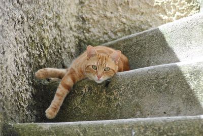 Portrait of cat
