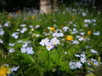 Close-up of white flowering plants on field