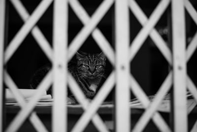 Portrait of cat seen through fence