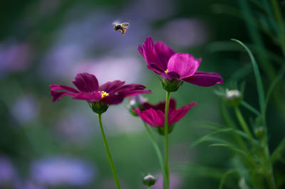 Close-up of insect on pink flowering plant